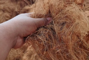 Coconut Coir